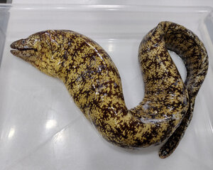 正真正銘のうつぼ