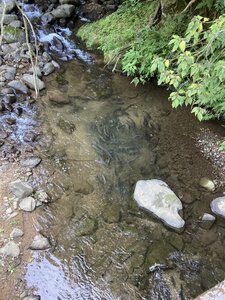 大量の アマゴ の放流