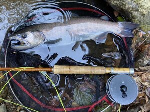 イカツイ顔の アマゴ