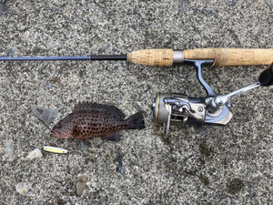 チビスケのオオモンハタ