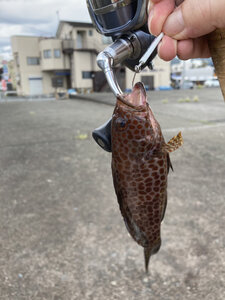 かわいいオオモンハタ