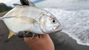 師匠のご友人の メッキ の釣果