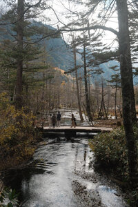 湿原地帯を通過し 上高地 河童橋へ