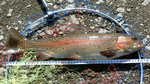 すそパといえば大きいアベレージサイズ