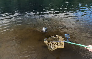 お前は 塩焼き には大きすぎる