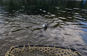 塩焼き サイズは難しい