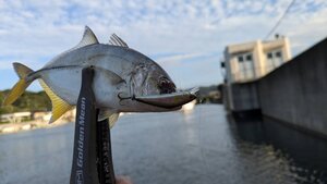 小さくてもGT 伊豆メッキ