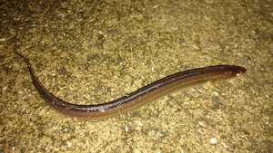 アナゴ釣りのイメージ画像