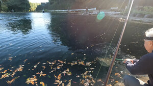 すそパの上池で落葉と戦う